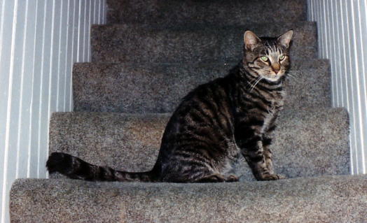 In Memory Of Tigger: 1990-2008