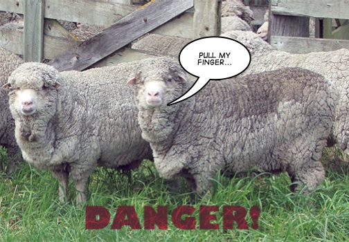 Do You Feel Threatened By Sheep Farts?