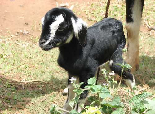 Goat Detained Over Armed Robbery